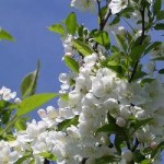 クラブアップル