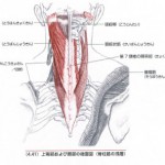 頭板状筋