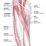 大腿四頭筋