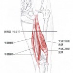 ハムストリング筋