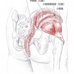 小殿筋