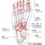 足の骨格1