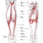 膝下筋・下腿三頭筋