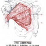 大胸筋