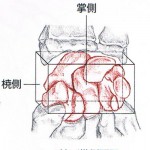 手根骨