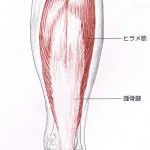ヒラメ筋腱弓