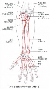 肘の関節