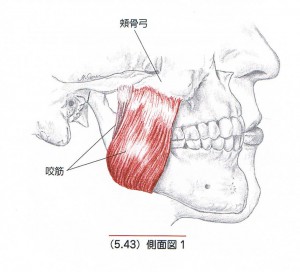 咬筋（表層）