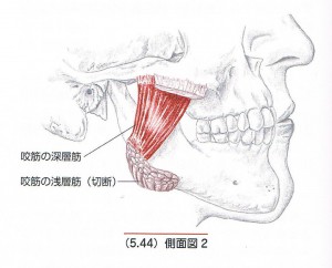 咬筋（深層）