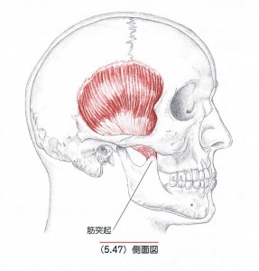 側頭筋