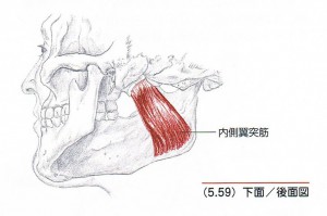 内側翼突筋