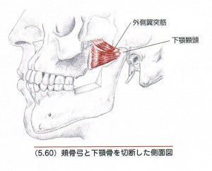 外側翼突筋