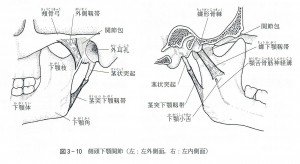 顎靭帯