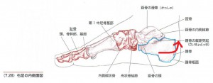 足の症状に関係する踵骨の歪み