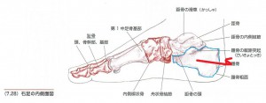 足首の症状に関係する踵の骨の歪み