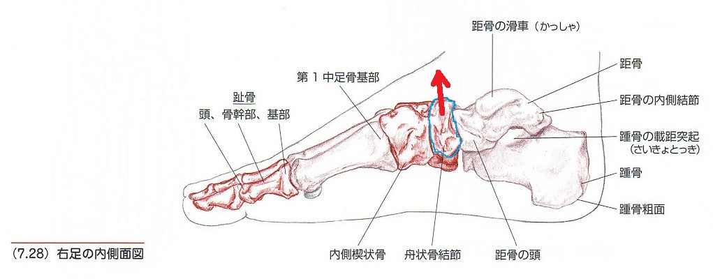 足首の痛みに対する治療方法例 埼玉県上尾市のクレア治療院 肩こり 腰痛 腱鞘炎 自律神経失調症