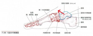 足首の歪みの原因になる距骨の歪み